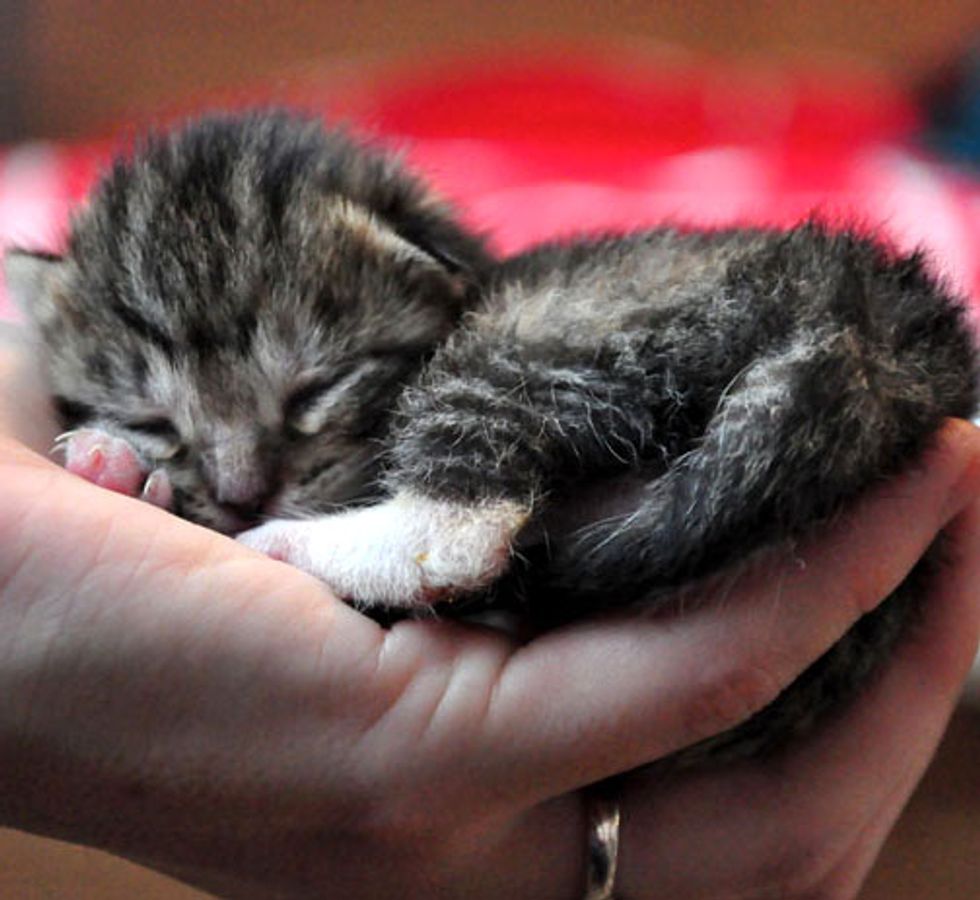 Hubble the Little Foster Kitten