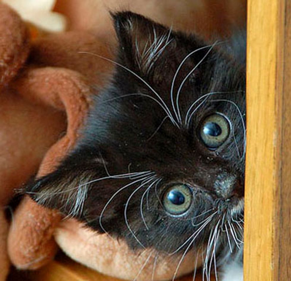 Sosie the Peekaboo Tuxedo