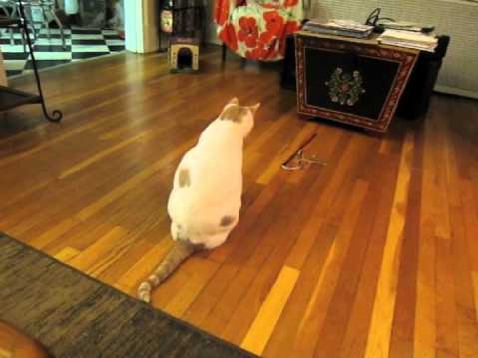 Smart Cat Spins His Toy Wand