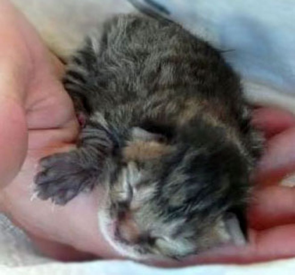 Men Bottle Fed New Born Rescues into Beautiful Cats