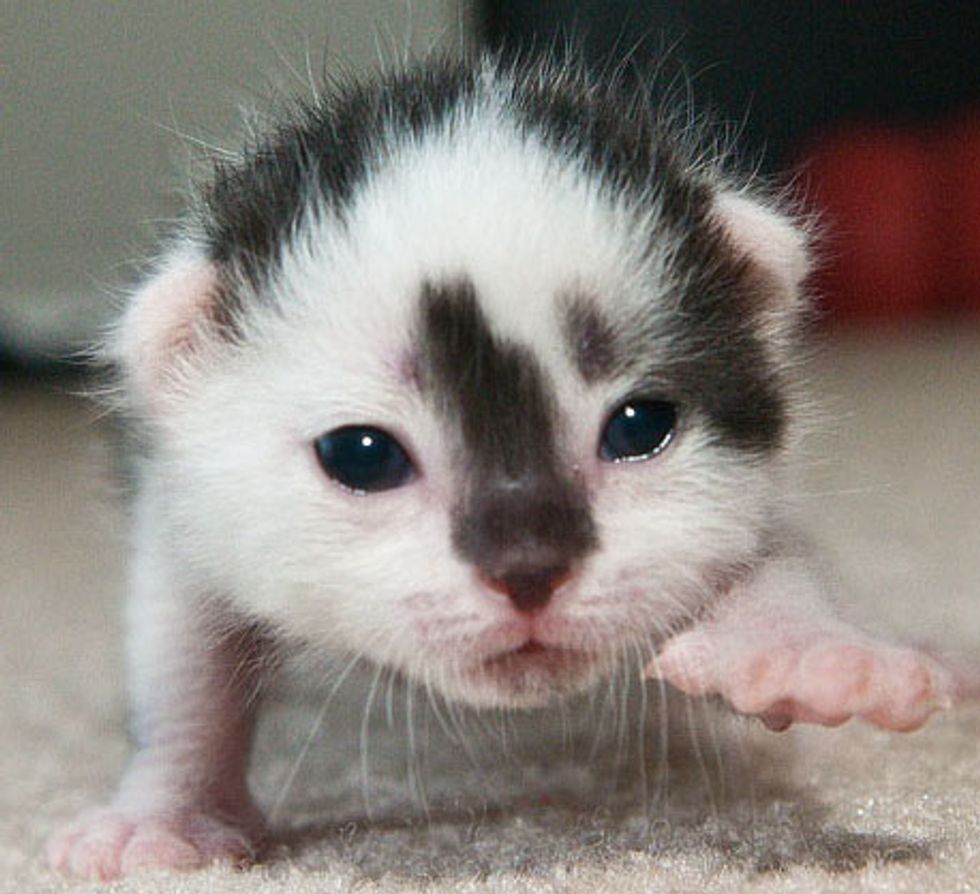 Little Blessed Cow Kitten