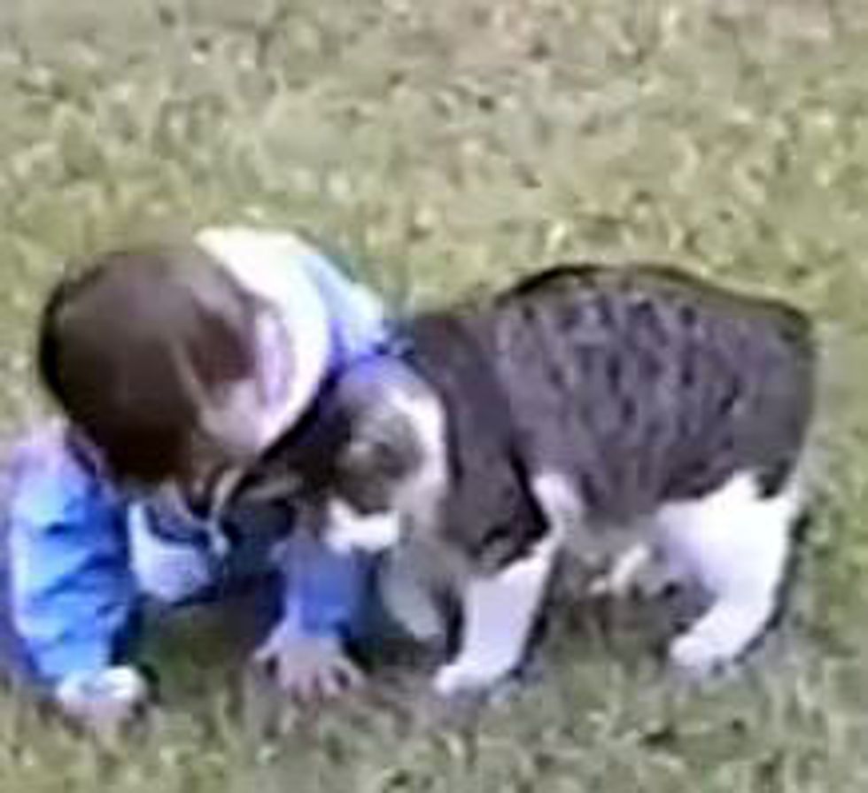 Cute Kitty Gives Toddler Head Bumps