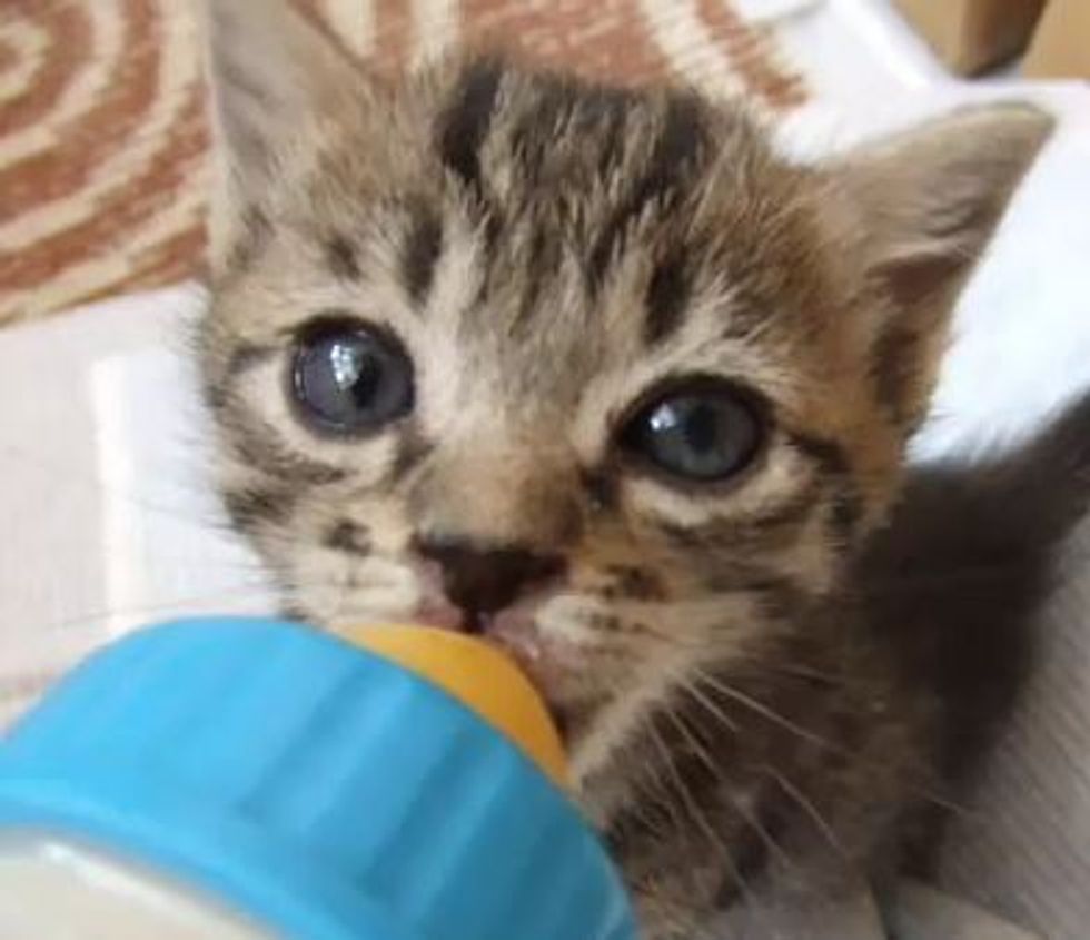 Happy Little Wiggly Eared Rescue Kitten