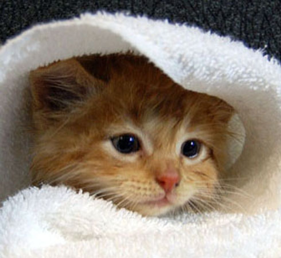 Little Ginger Kitten's First Bath