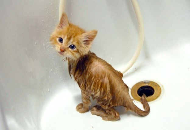 Bathing a hot sale kitten