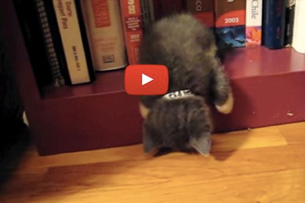 Waldo the Foster Kitten Fell Asleep on Bookshelf