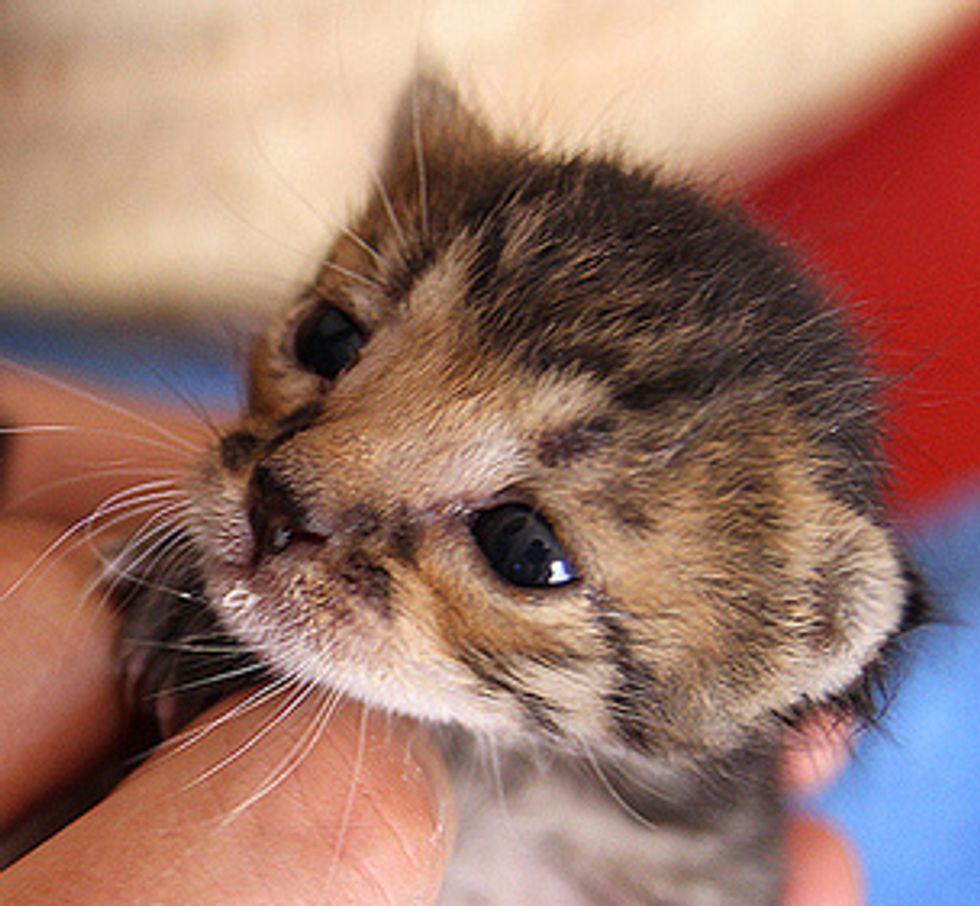 The Flour Kittens