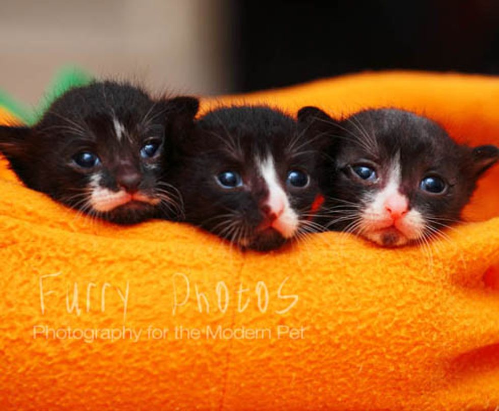 Tiny Tuxedo Trio