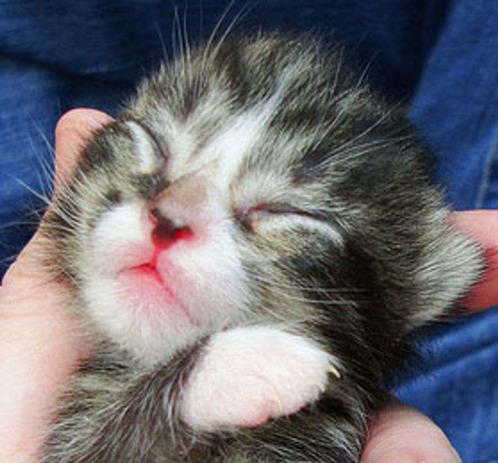 6 Itty Bitty Foster Babies