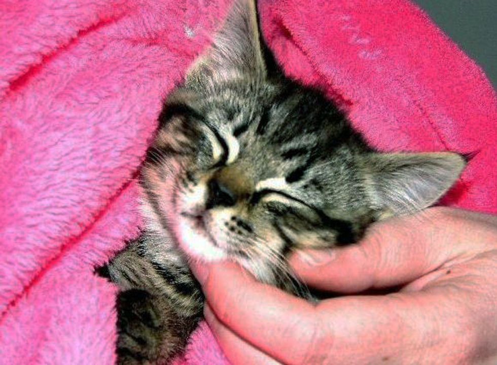 Little Tabby Rescue Became Princess - Love Meow