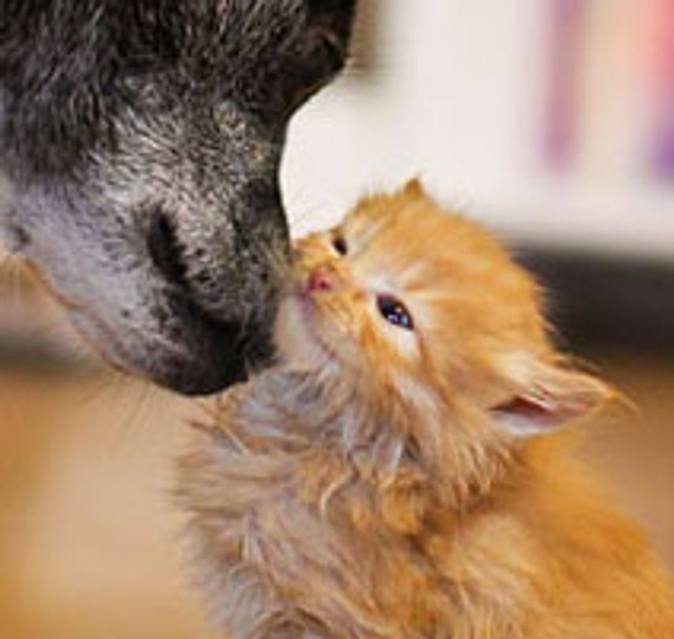 Dog Gives Kitten TLC