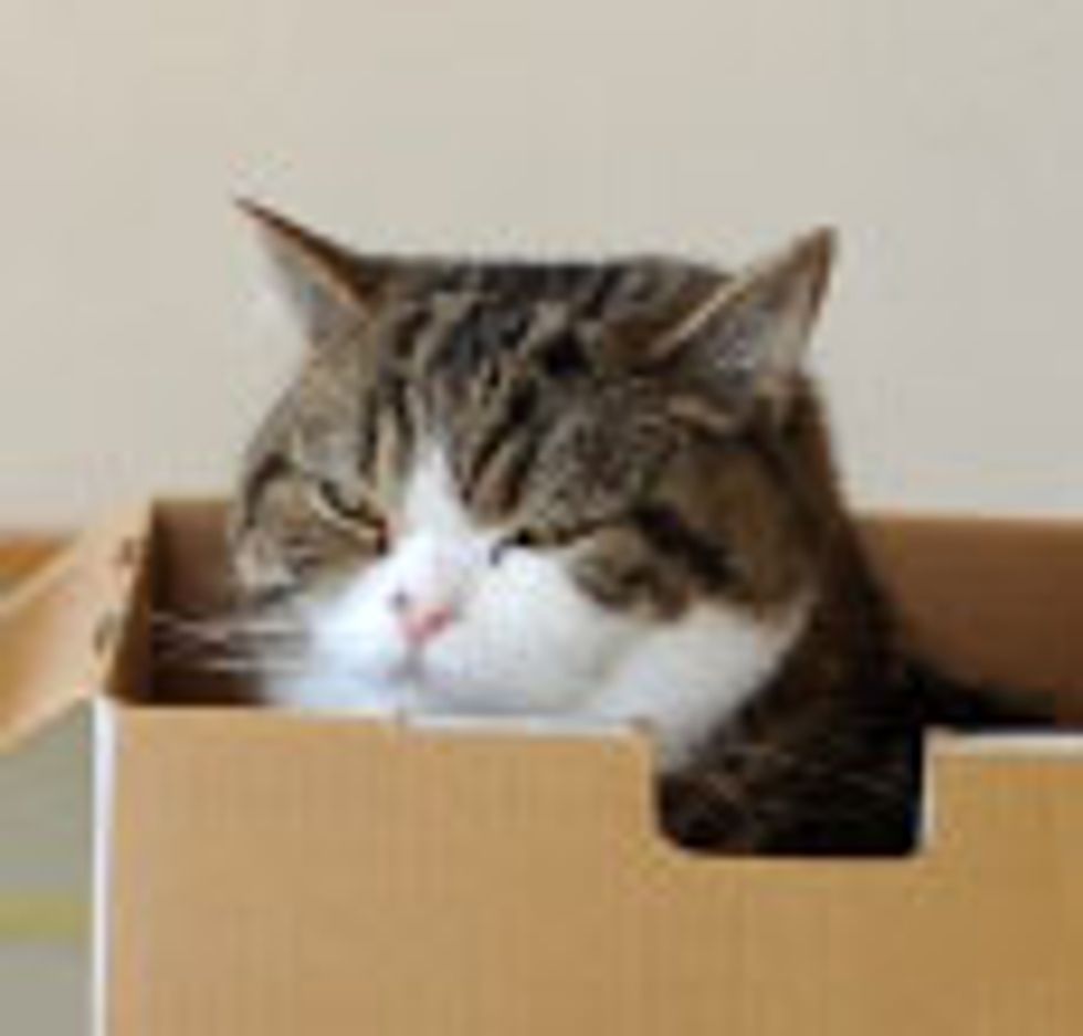 Maru Gets Pampered and Brushed