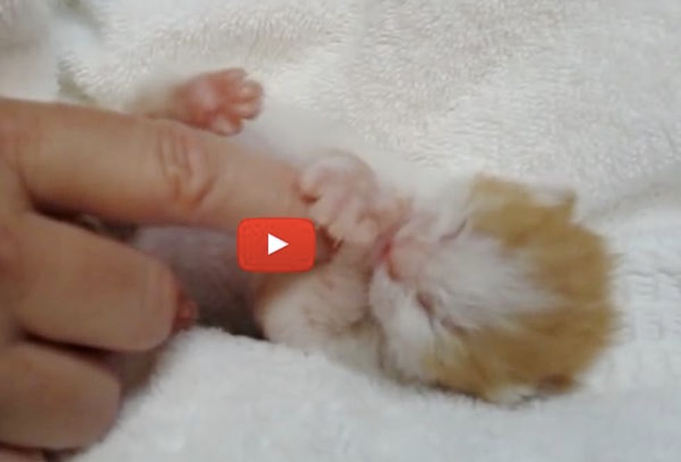 This Tiny Fur Baby is Doing the Cutest Thing with His Paw