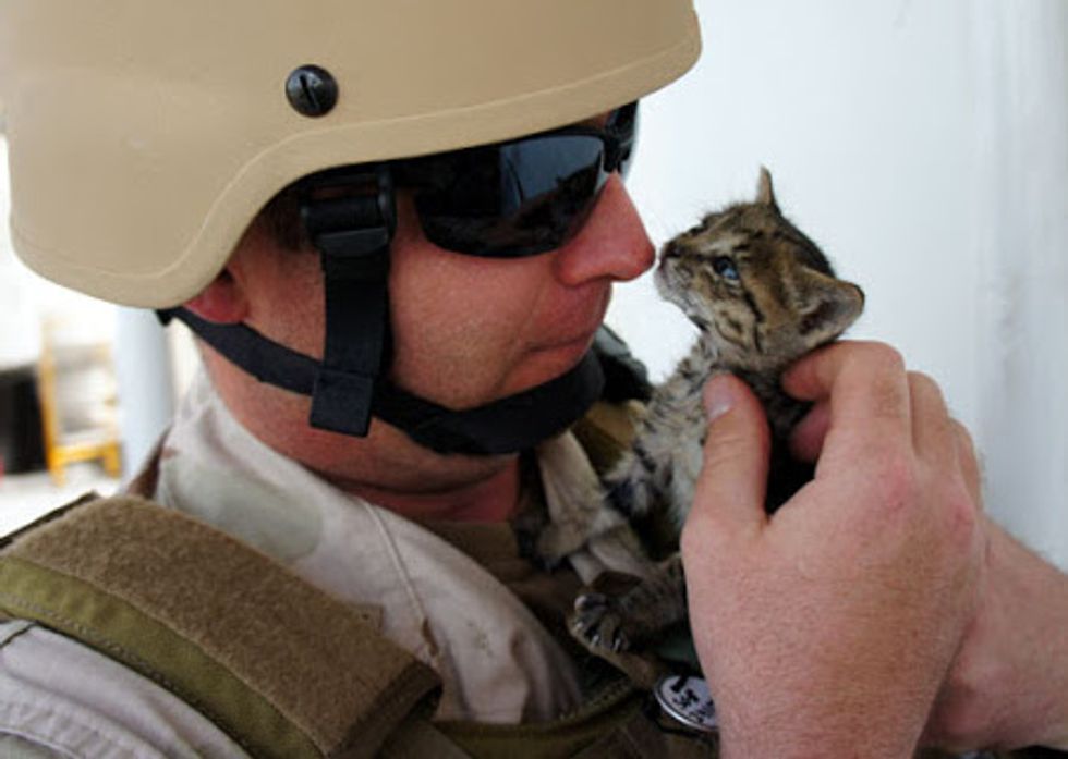 Navy Sailors Bonded with 3 Stowaway Kittens