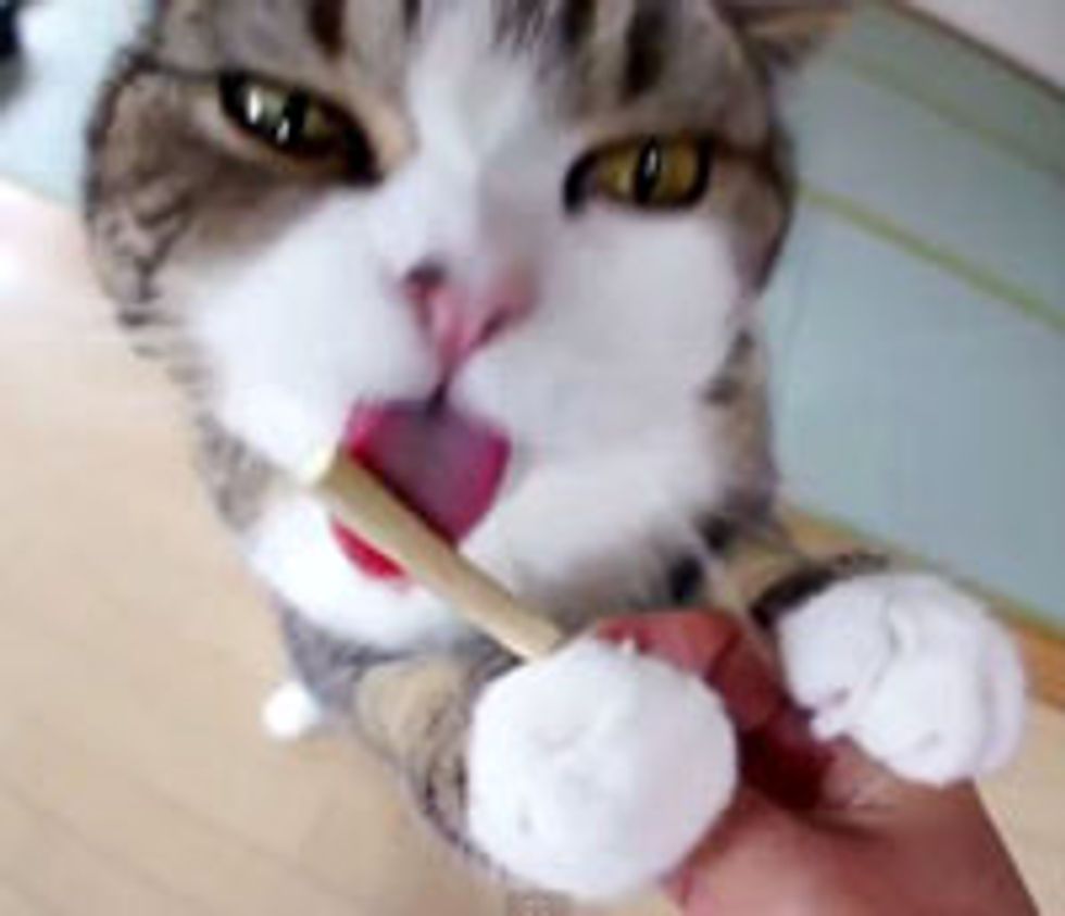 Maru Loves His Silvervine Stick