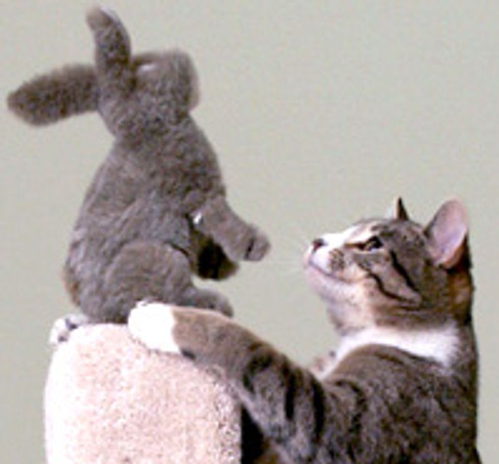 Ozzy the Cat and Her Tolerant Bunny