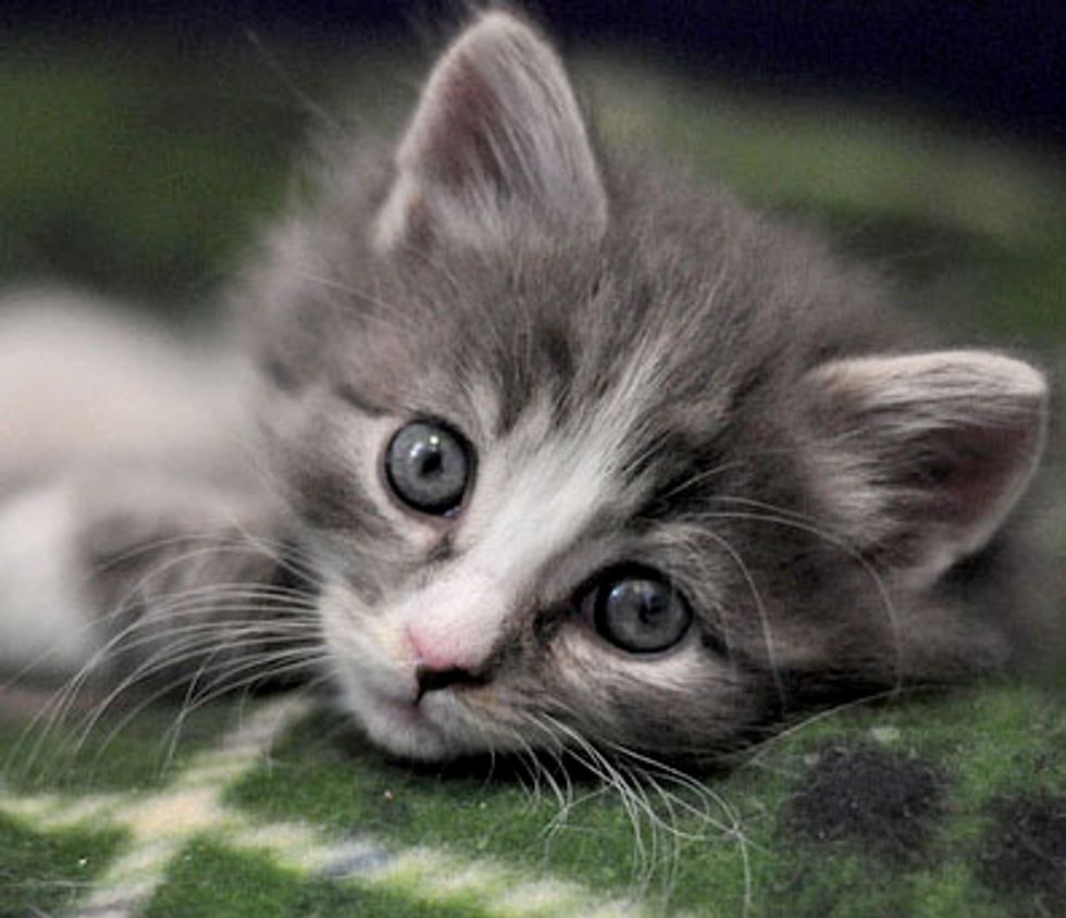 Rambo the Furry Fighter