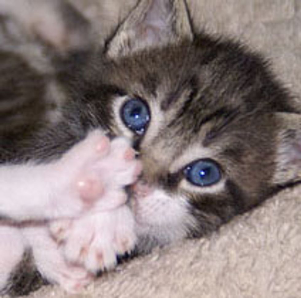 Little Mitten Footsie Fest