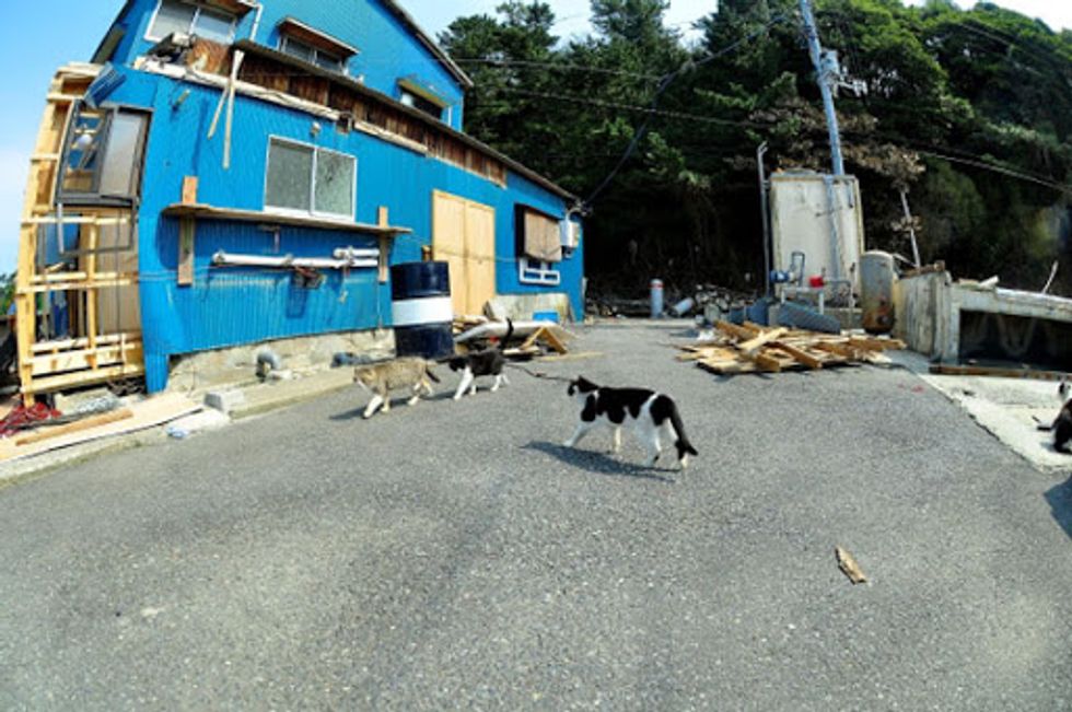 New Photos and Videos of Cat Island After Japan Earthquake - Love Meow