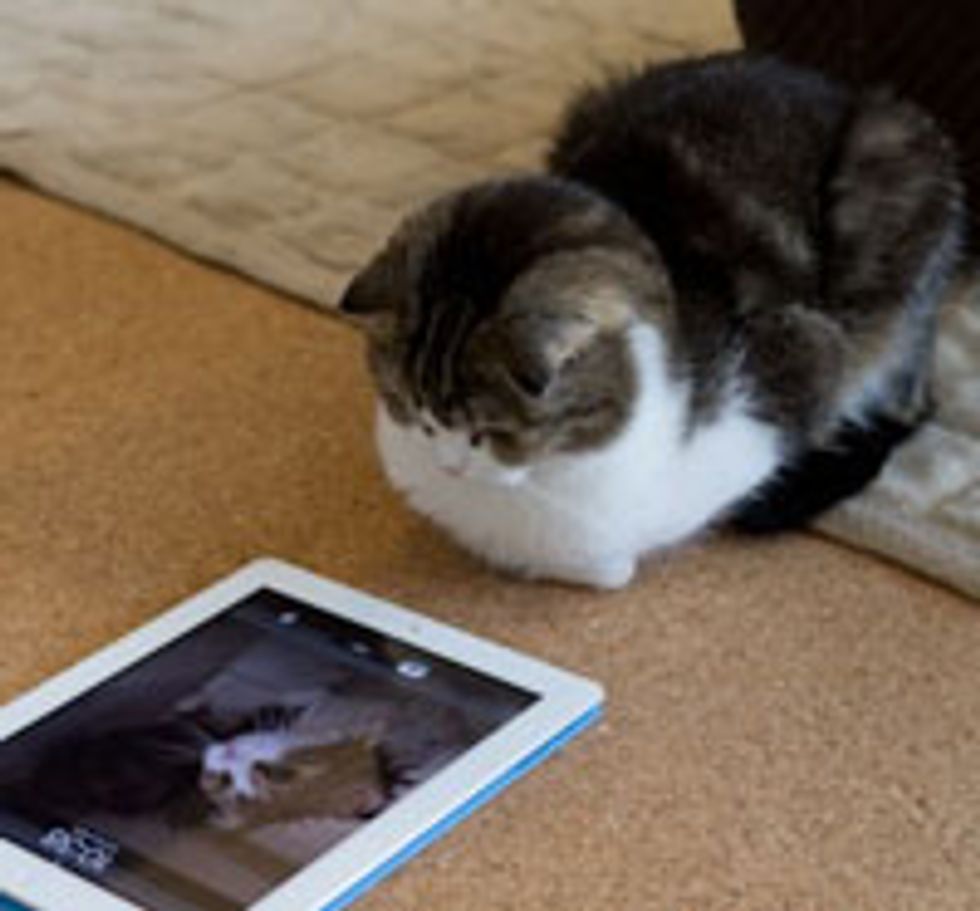 Tech Savvy Kitty Plays with iPad 2
