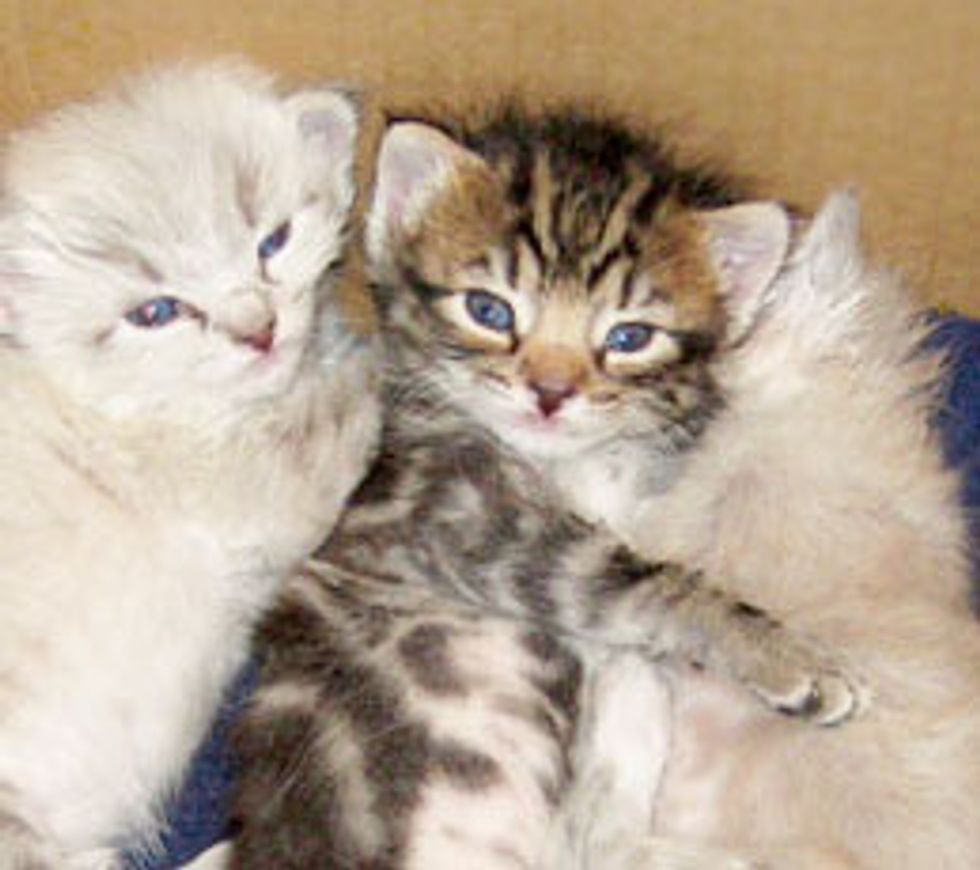 Three Construction Kittens