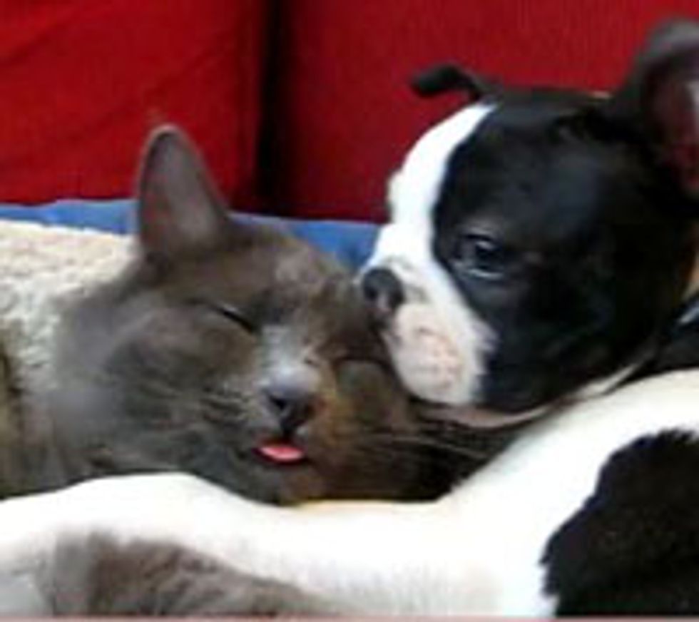 Kitty Loves Doggie Furiend