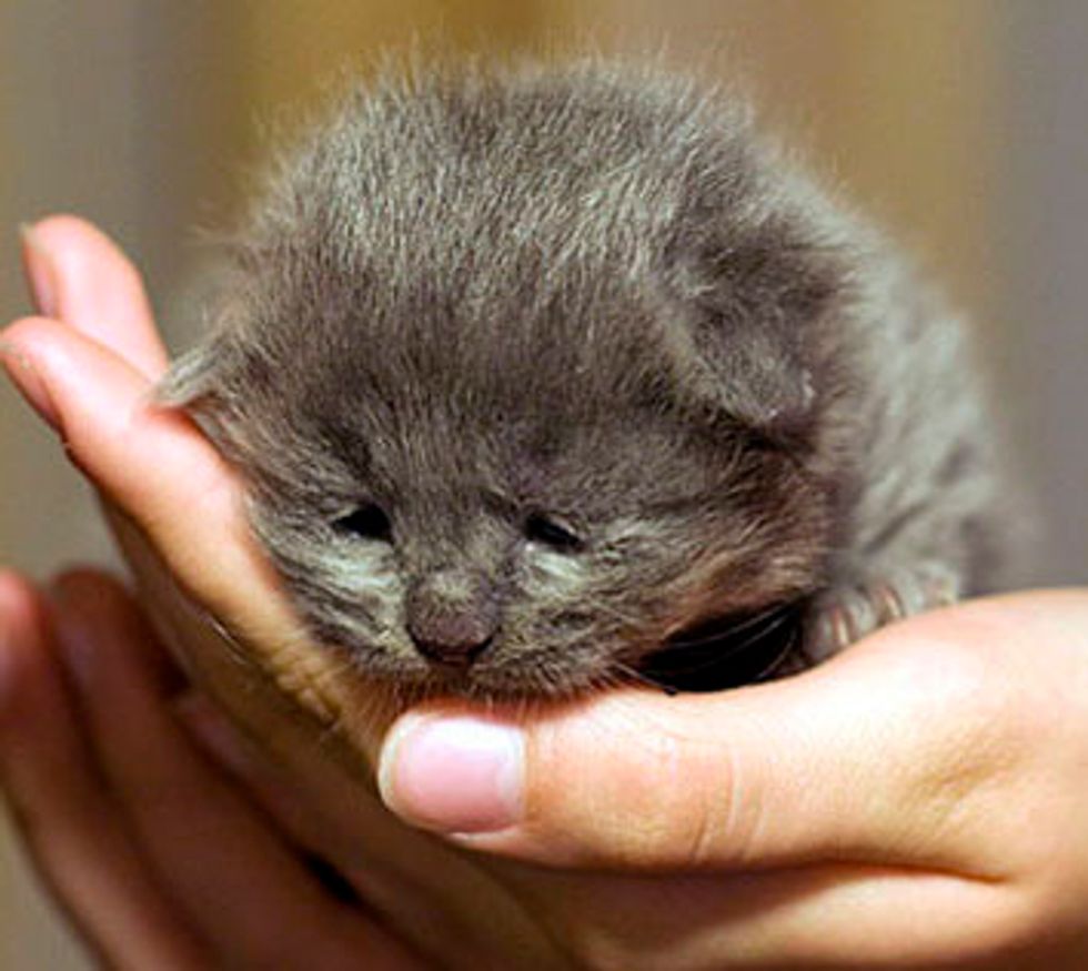 Fuzzy Grey Foster