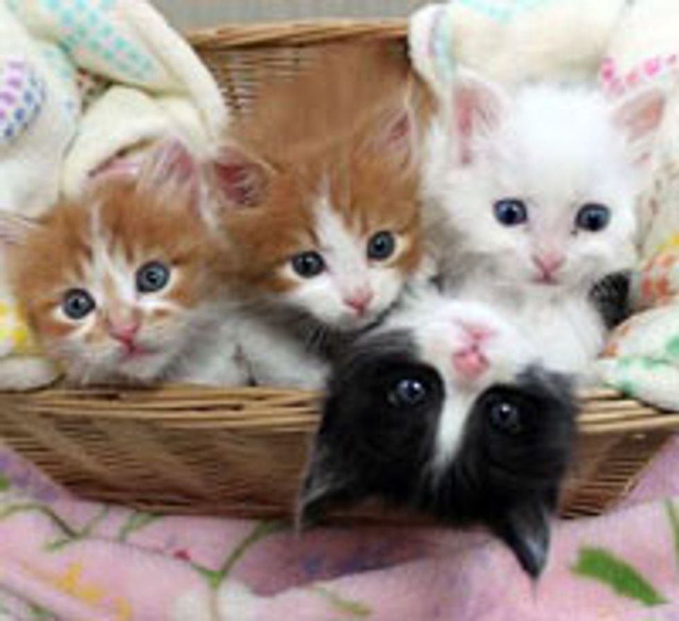 Four Lucky Kitties