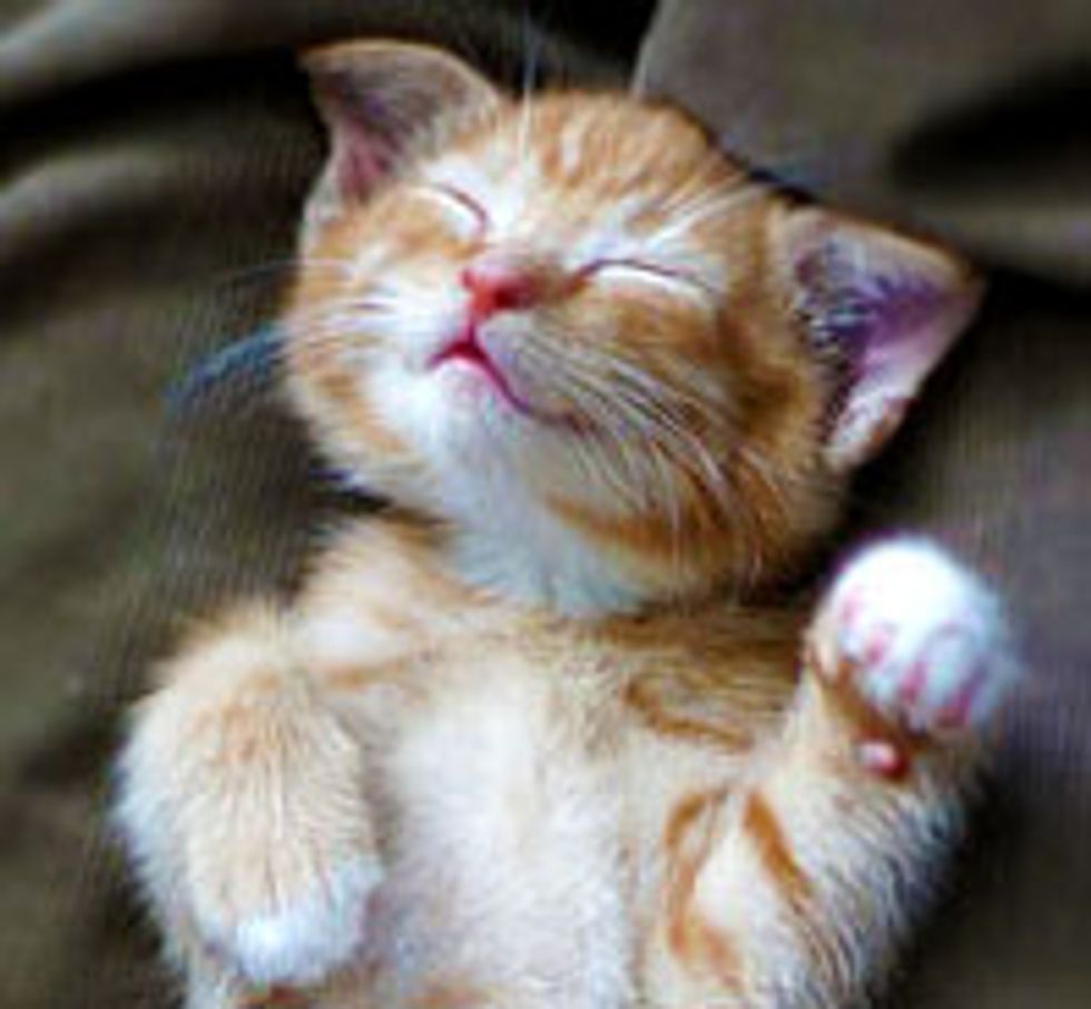 Sleepy Little Fosters