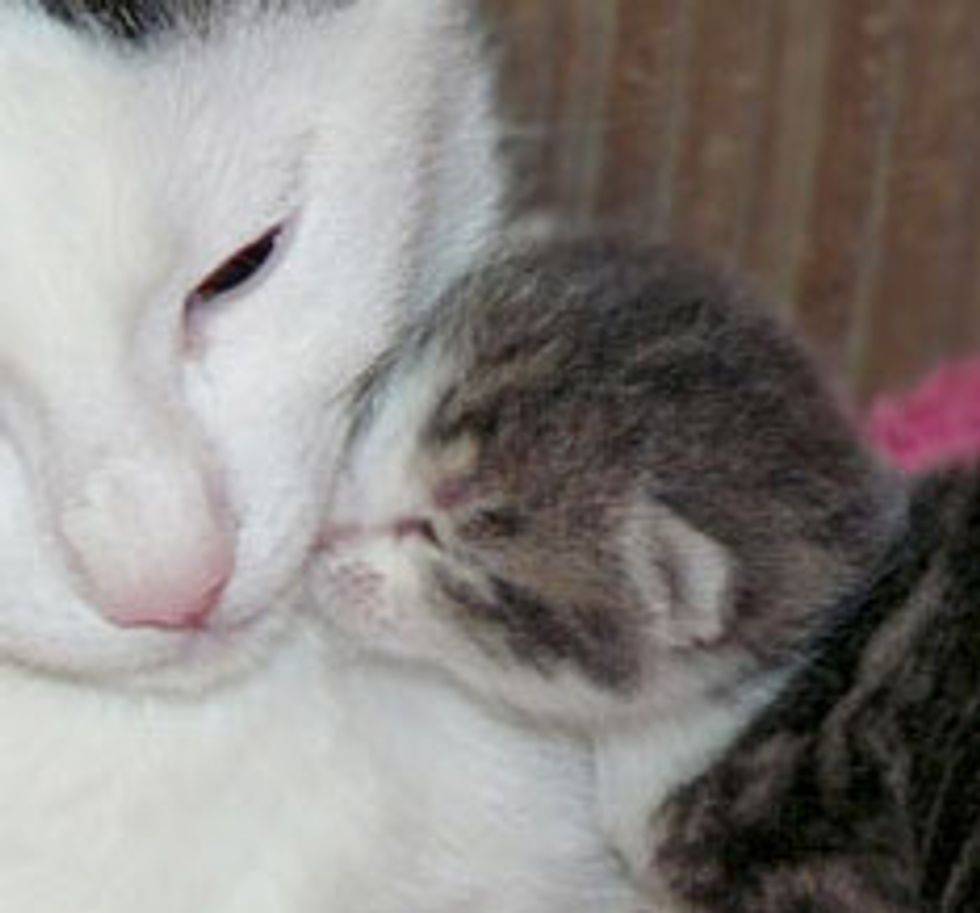 Kitten Becomes 'Dad' to Orphaned Kittens