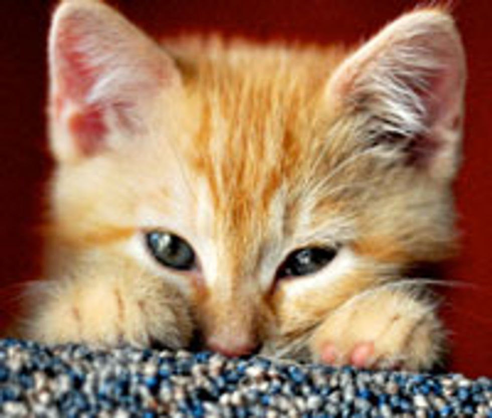 Oscar the Ginger Boy