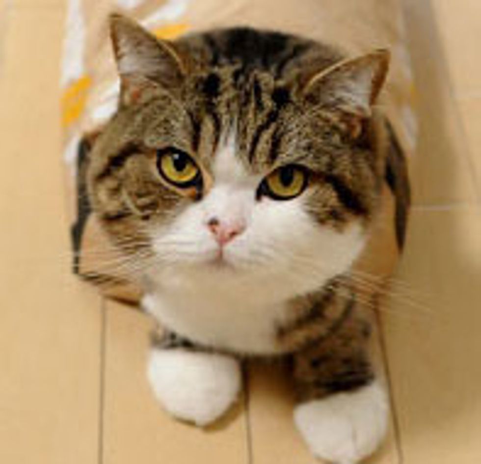 Maru's Obsession with Bags