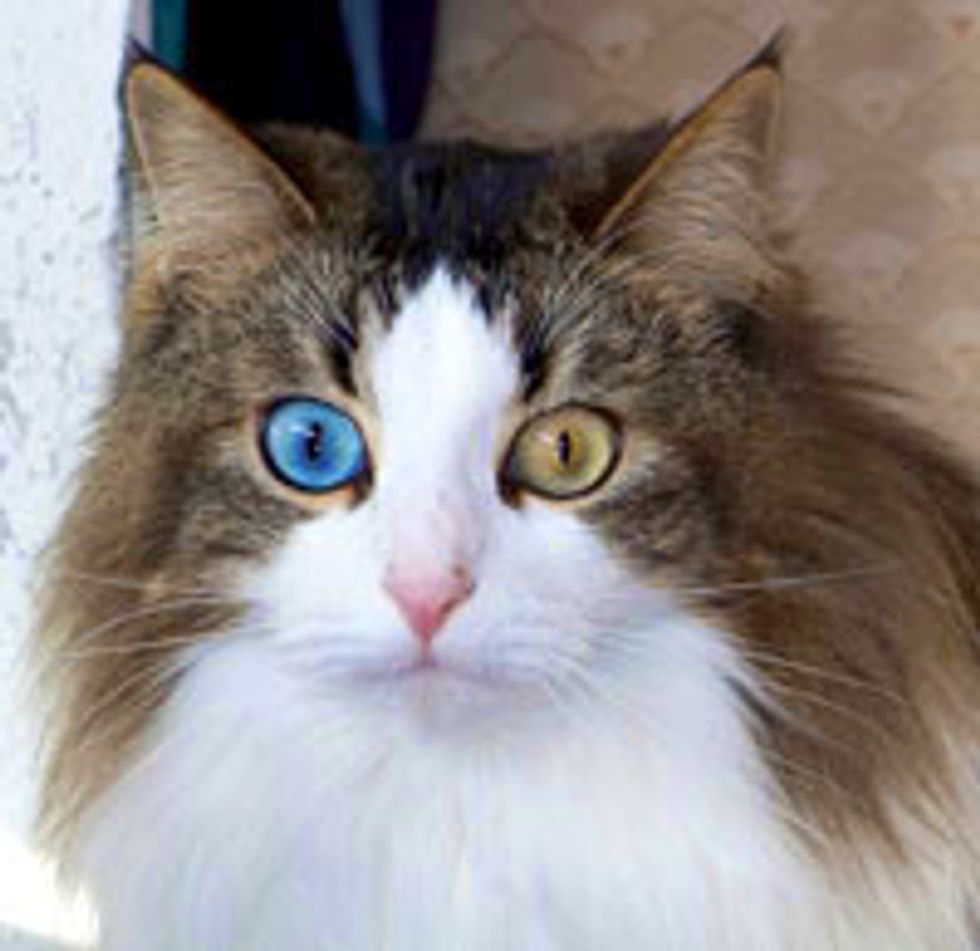 Beautiful Odd-eyed Cat Rescued from Car, Found Hope