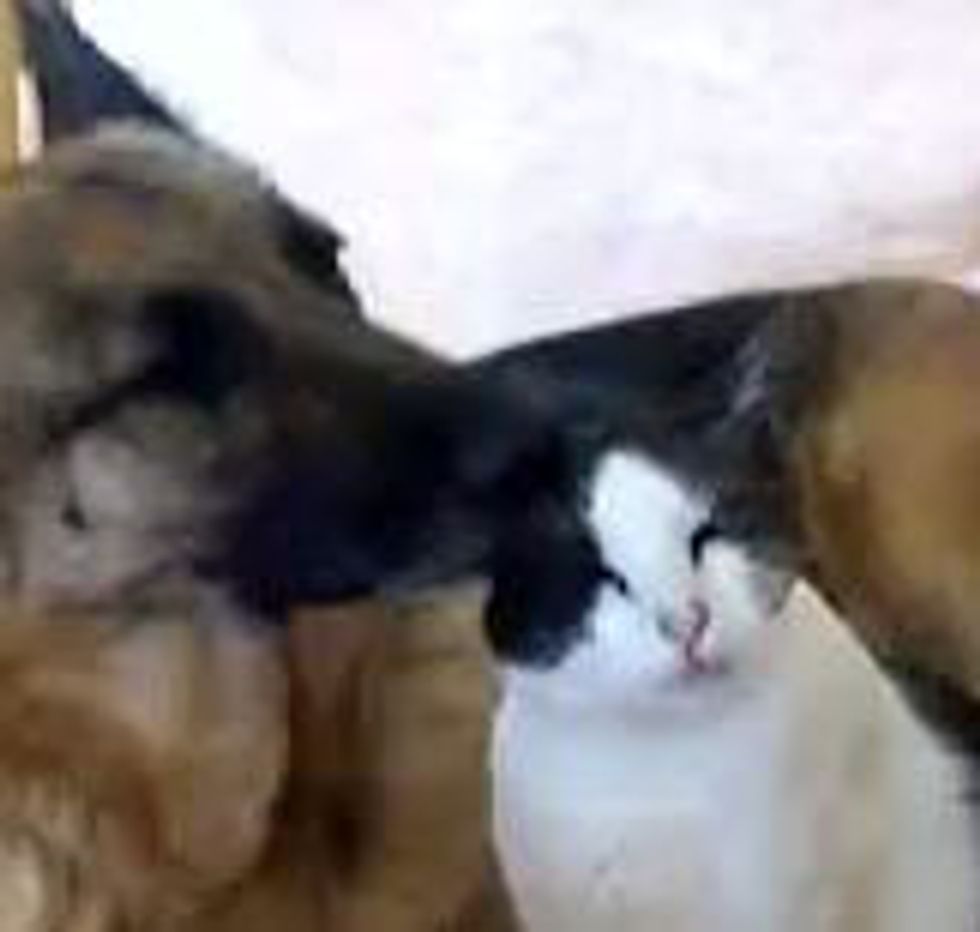 Friendship Between Cat and Dog