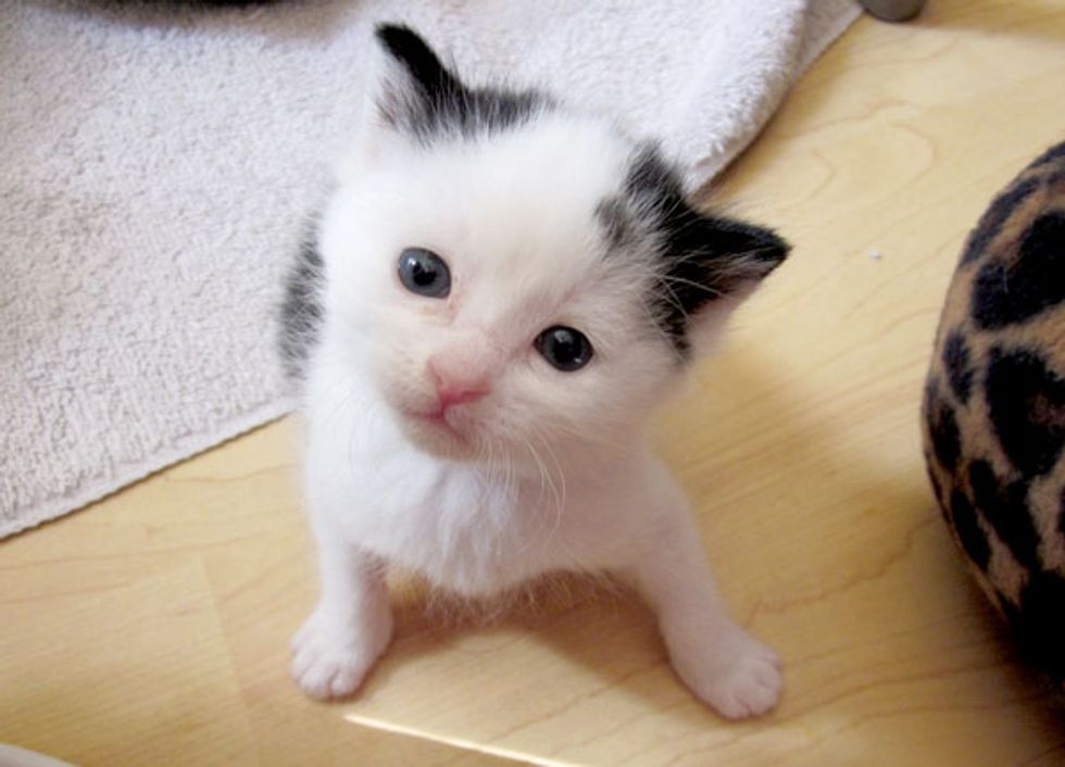 Irresistible Little Cow Kitty