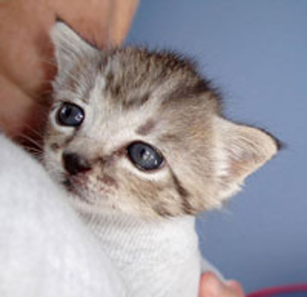 Maddy the Cuddly Kitty