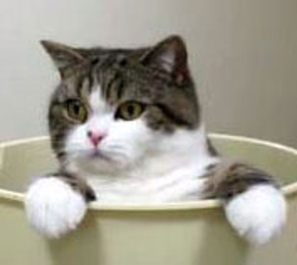 Maru Plays in Recycle Bin