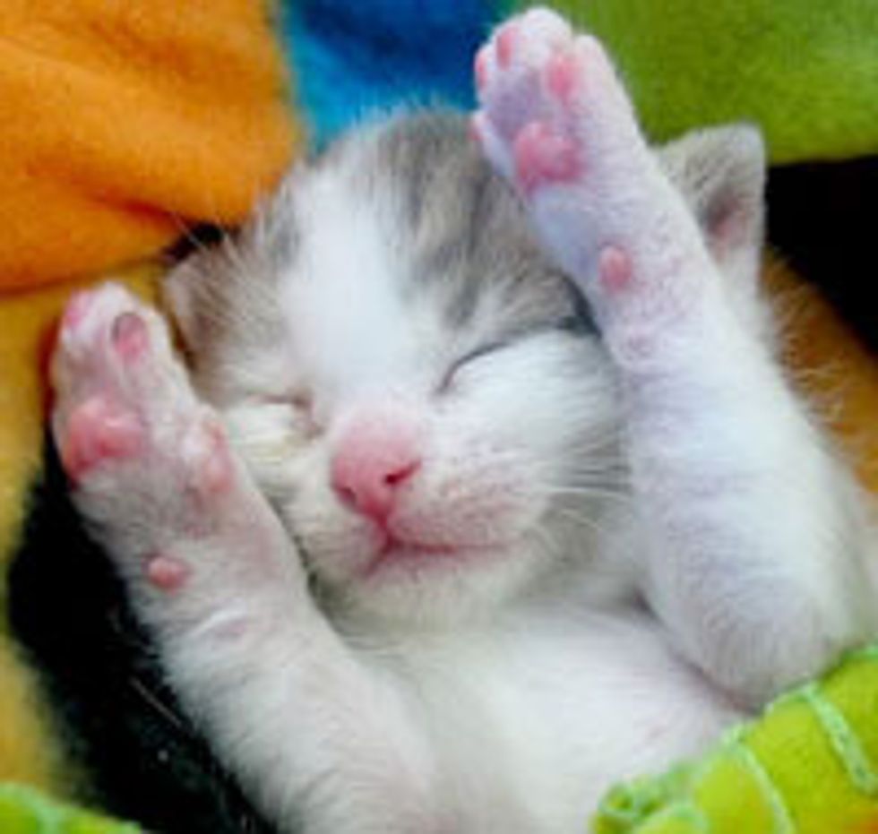 Gandalf the Kitty Charmed His Way into a Loving Home