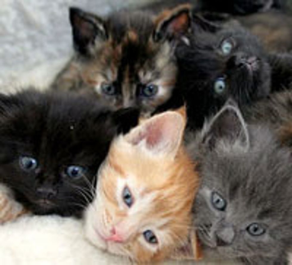 Stray Mama Cat and Her 7 Fuzzballs
