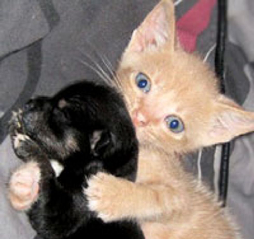 Foster Kitten Adopts Tiny Rescue Chihuahua