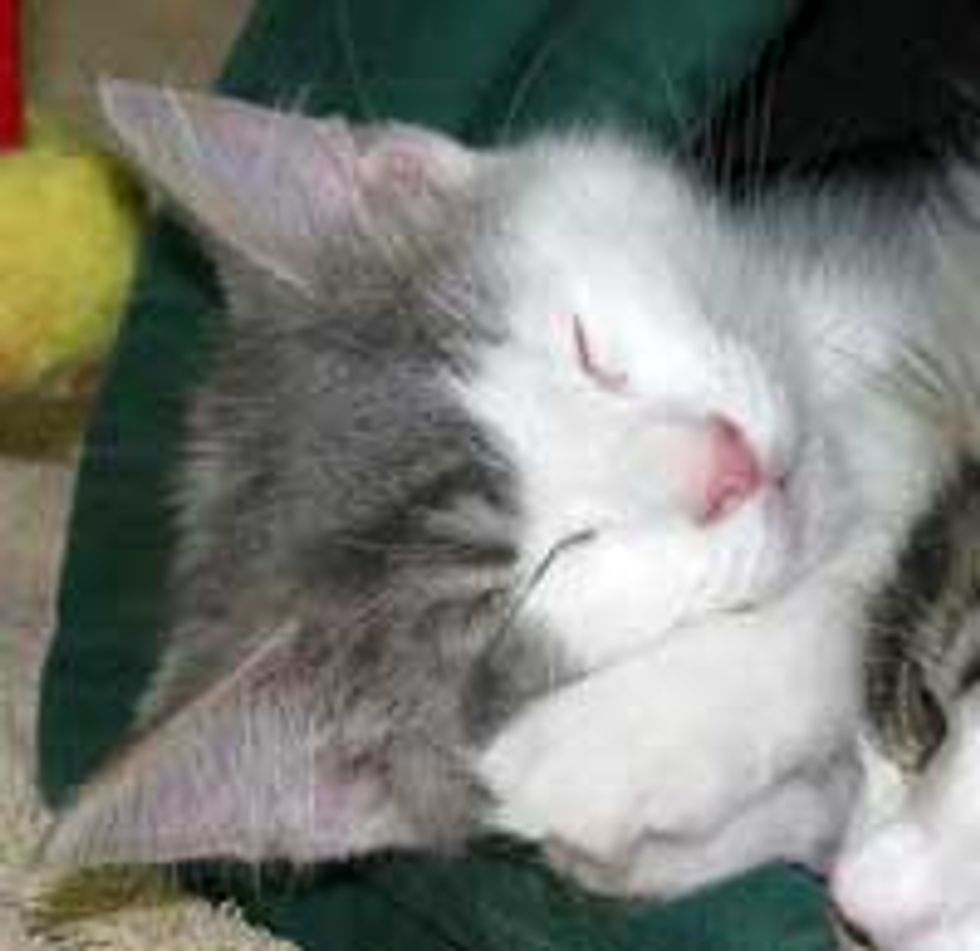Friends of Felines' Rescue Center, a Cat Haven