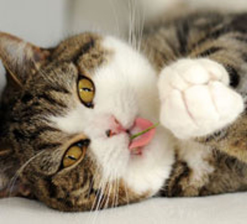 Happy Birthday Maru!
