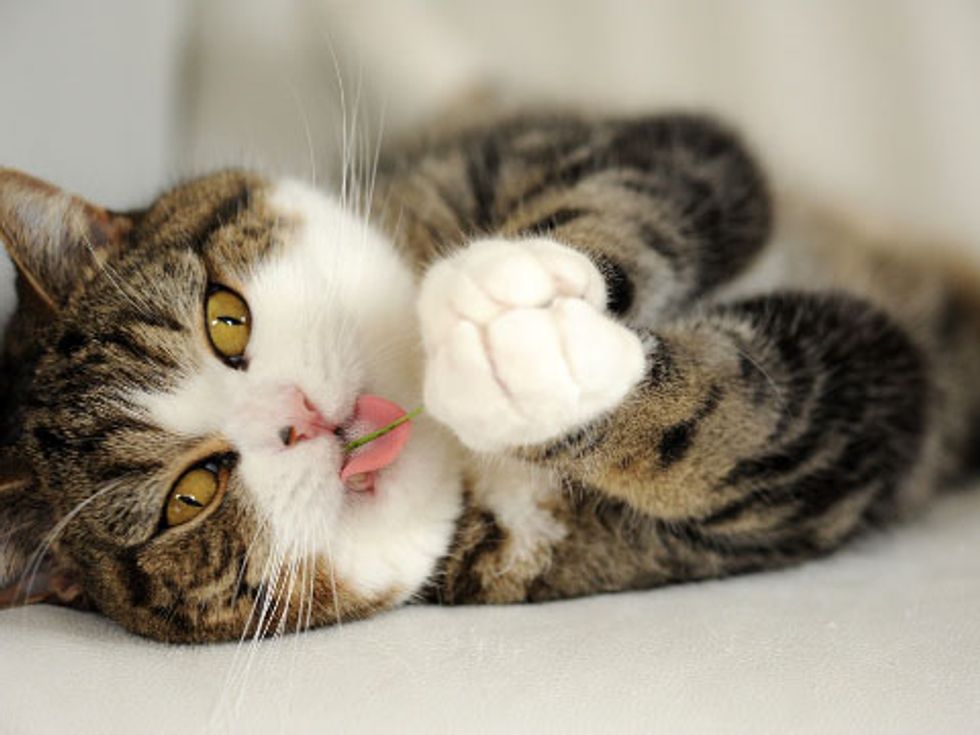 Happy Birthday Maru! - Love Meow