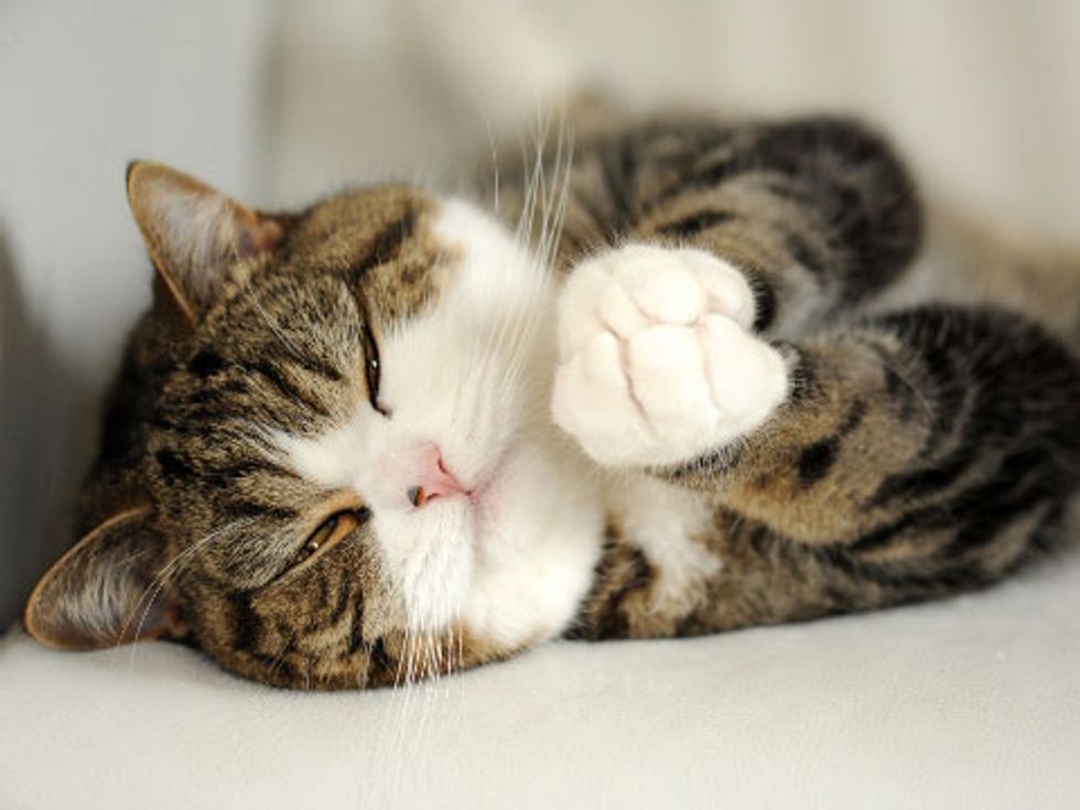 Happy Birthday Maru! - Love Meow