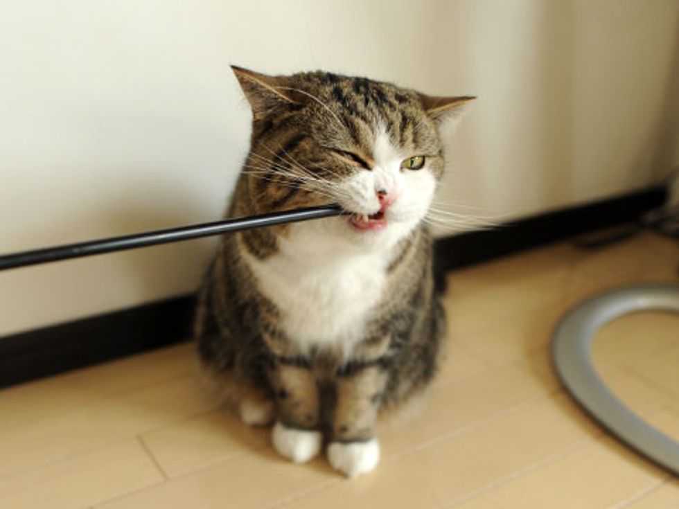 Happy Birthday Maru! - Love Meow