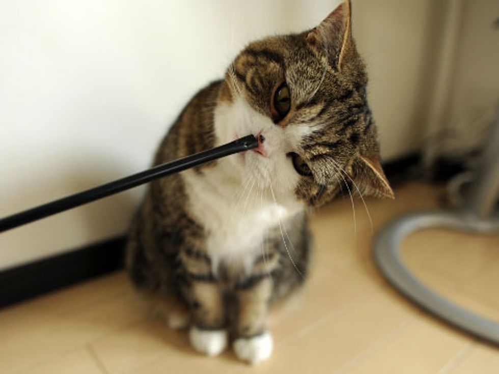 Happy Birthday Maru! - Love Meow