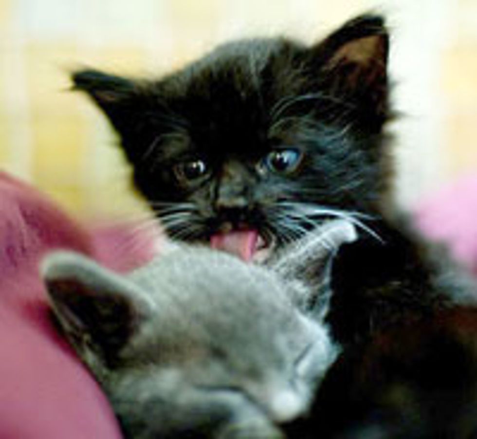 Moxie the Little Black and White Charmer