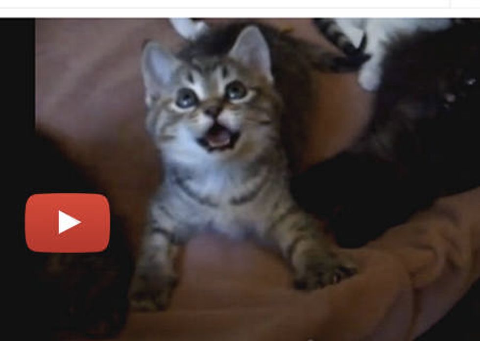 Smiling Kitty Plays with Da Bird