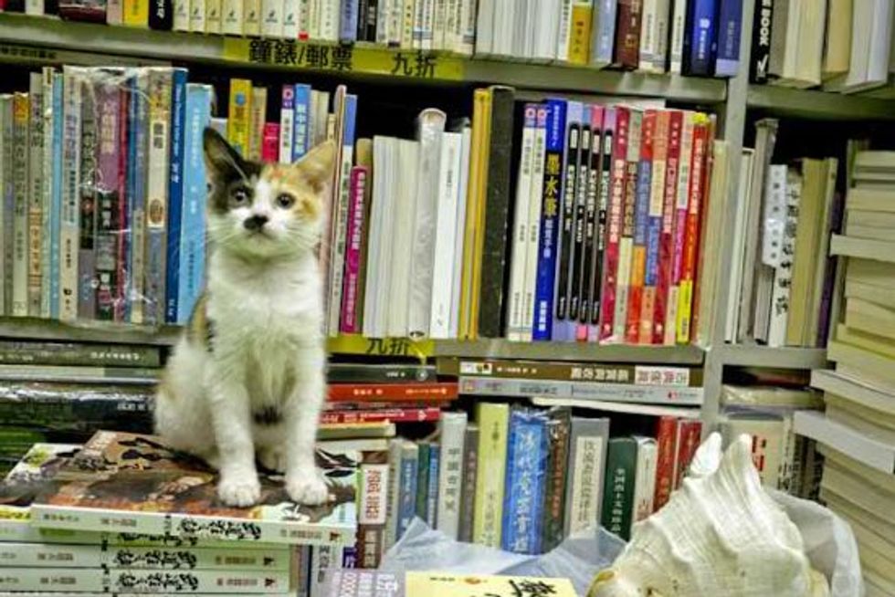 Stray Cats Find Home in a Bookstore in Hong Kong