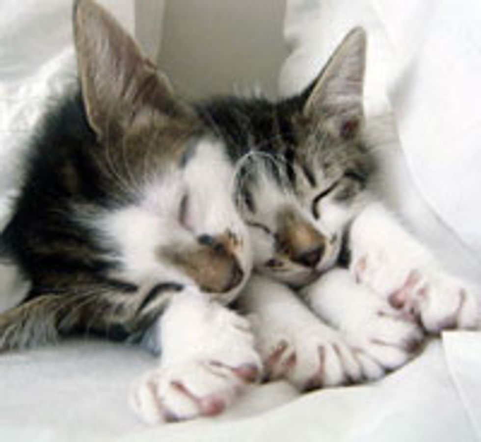 Two Kittens Rescued in Office Park Found Home Together